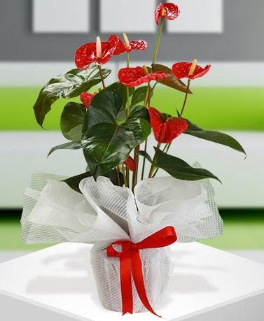 Antorium saksı bitkisi ithal kalite  Ankara Kızılay 14 şubat sevgililer günü çiçek 