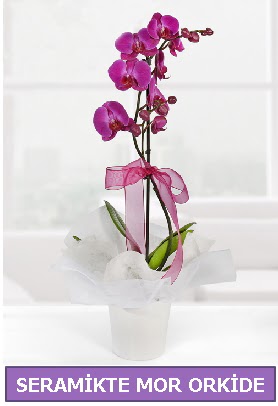 Seramik içerisinde birinci kalite tek dallı mor orkide  Ankara Kızılay internetten çiçek satışı 
