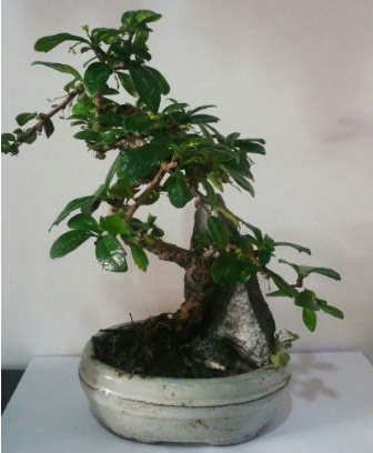 S eklinde ithal bonsai aac  Ankara Kzlay internetten iek siparii 