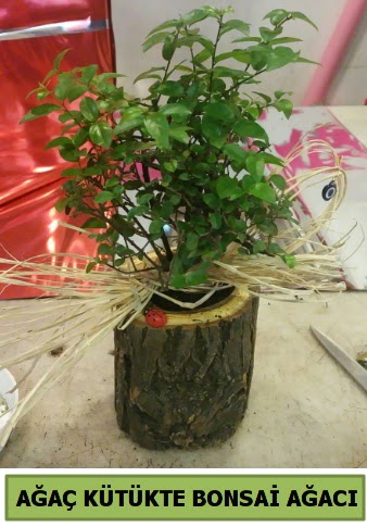 Do�al a�a� k�t�k i�erisinde bonsai a�ac�  K�z�lay �i�ek�iler 