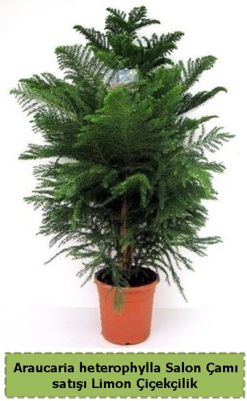 Salon �am� Sat��� Araucaria heterophylla  K�z�lay cicek , cicekci 