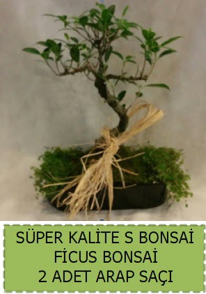 Ficus S Bonsai ve arap saçı  Ankara Kızılay online çiçek gönderme sipariş 