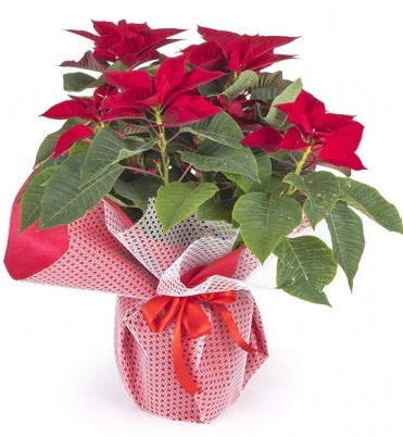 Atat�rk �i�e�i saks� bitkisi  K�z�lay �i�ek�iler 