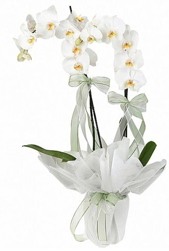 ift Dall Beyaz Orkide  Kzlay iek gnderme sitemiz gvenlidir 