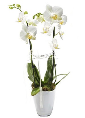 2 dall beyaz seramik beyaz orkide sakss  Kzlay iekiler 