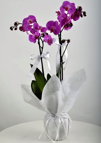 Çift dallı saksıda mor orkide çiçeği  Ankara Kızılay kaliteli taze ve ucuz çiçekler 