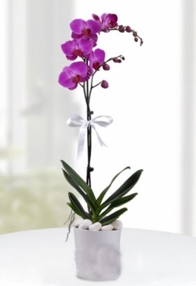 Tek dallı saksıda mor orkide çiçeği  Ankara Kızılay çiçek servisi , çiçekçi adresleri 