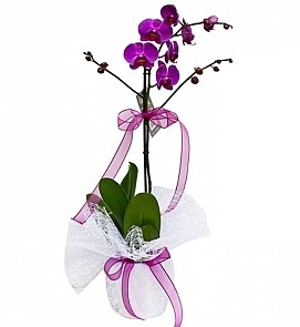 Tek dallı saksıda ithal mor orkide çiçeği  Ankara Kızılay çiçek servisi , çiçekçi adresleri  