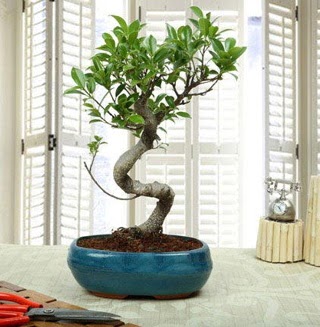 Amazing Bonsai Ficus S �thal  K�z�lay �i�ek ma�azas� , �i�ek�i adresleri 