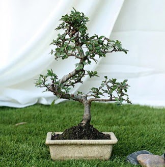 Fashionable Ulmus S Shape Bonsai �thal  Ankara K�z�lay hediye �i�ek yolla 