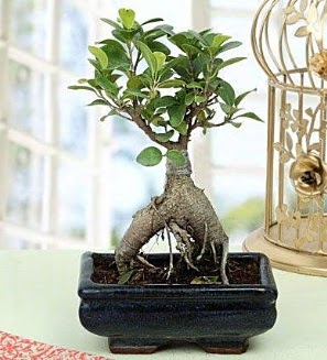 Appealing Ficus Ginseng Bonsai  Kzlay iek gnderme sitemiz gvenlidir 