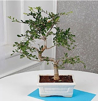 Unique Ulmus S Shaped Bonsai  K�z�lay �i�ek g�nderme 