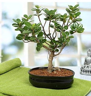Lovely Ficus Iceland Bonsai  K�z�lay �i�ek g�nderme sitemiz g�venlidir 