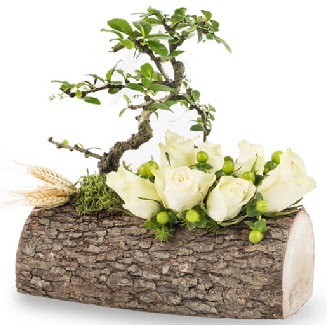 Doğal kütükte bonsai ağacı ve 7 beyaz gül  Kızılay çiçekçiler 