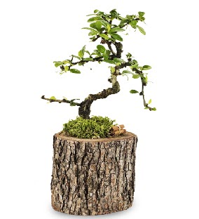 Doğal kütükte S bonsai ağacı  Kızılay cicek , cicekci 