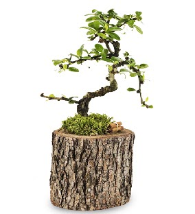 Do�al k�t�kte S bonsai a�ac�  K�z�lay cicek , cicekci 