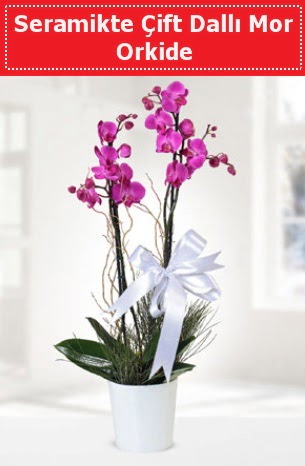 Seramikte Çift Dallı Mor Orkide  Kızılay çiçek gönderme sitemiz güvenlidir 