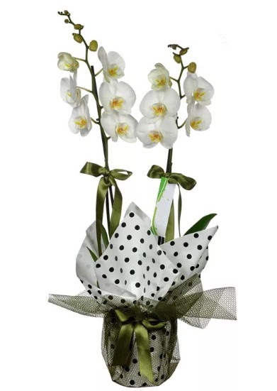ift Dall Beyaz Orkide  Ankara Kzlay nternetten iek siparii 