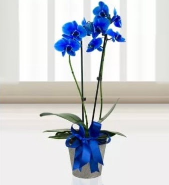 ift dall mavi orkide  Kzlay cicek , cicekci 
