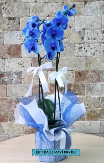 ift dall ithal mavi orkide  Ankara Kzlay internetten iek siparii 