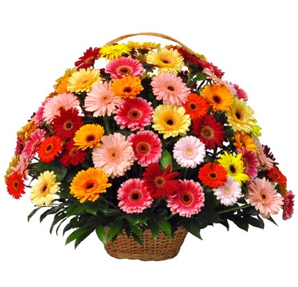 Kar���k renkli b�y�k gerbera sepet aranjman�  K�z�lay �i�ek�iler 