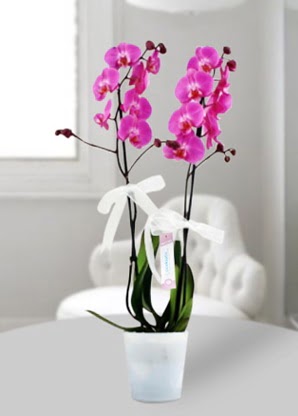 Çift dallı mor orkide  Ankara Kızılay çiçek servisi , çiçekçi adresleri 