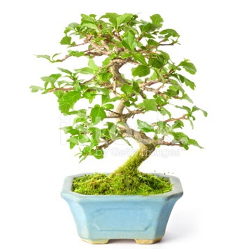 S zerkova bonsai ksa sreliine  Ankara Kzlay internetten iek sat 