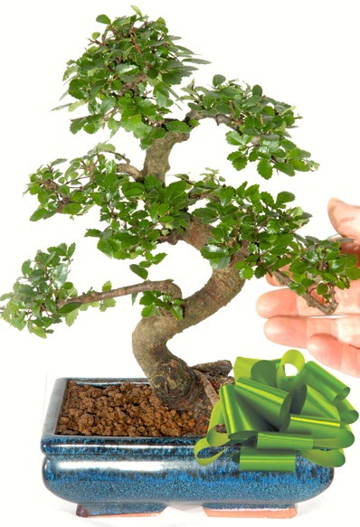 Yaklak 25 cm boyutlarnda S bonsai  Ankara Kzlay hediye sevgilime hediye iek 