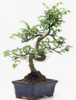 S g�vde bonsai minyat�r a�a� japon a�ac�  K�z�lay cicek , cicekci 
