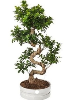 90 cm ile 100 cm civar� S peyzaj bonsai  K�z�lay �i�ek�iler 