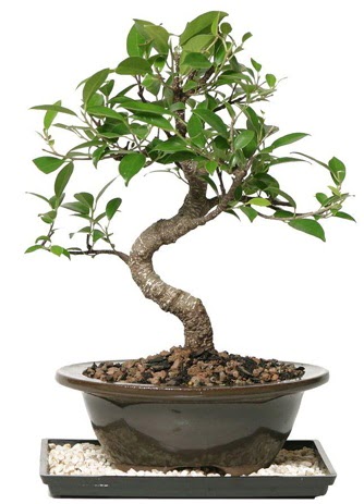 Altın kalite Ficus S bonsai  Ankara Kızılay online çiçek gönderme sipariş  Süper Kalite
