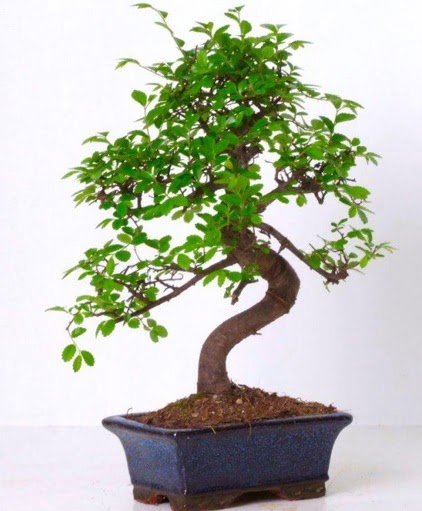 S g�vdeli bonsai minyat�r a�a� japon a�ac�  K�z�lay �i�ek�iler 