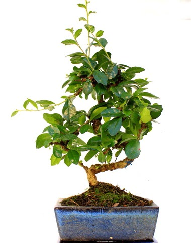 S gövdeli carmina bonsai ağacı  Ankara Kızılay internetten çiçek siparişi  Minyatür ağaç