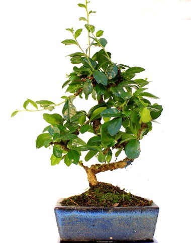 S g�vdeli carmina bonsai a�ac�  Ankara K�z�lay internetten �i�ek sipari�i  Minyat�r a�a�