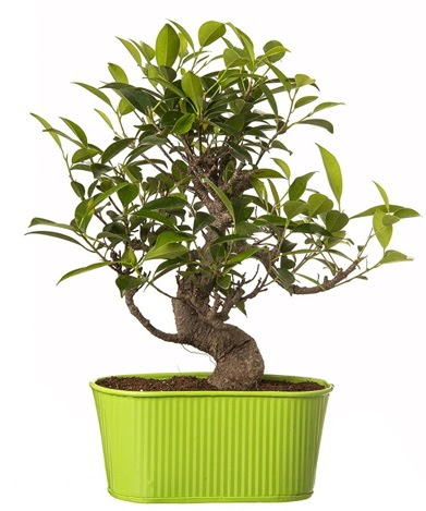 Ficus S g�vdeli muhte�em bonsai  Ankara K�z�lay hediye sevgilime hediye �i�ek 