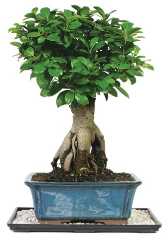 Bonsai Ginsing Grafted Ficus Bonsai  Ankara K�z�lay internetten �i�ek sipari�i 