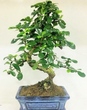 Zelkova S g�vdeli Minyat�r a�a� Bonzai  K�z�lay �i�ek sipari�i vermek 