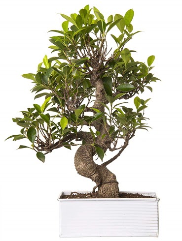 Exotic Green S G�vde 6 Year Ficus Bonsai  K�z�lay �i�ek�iler 