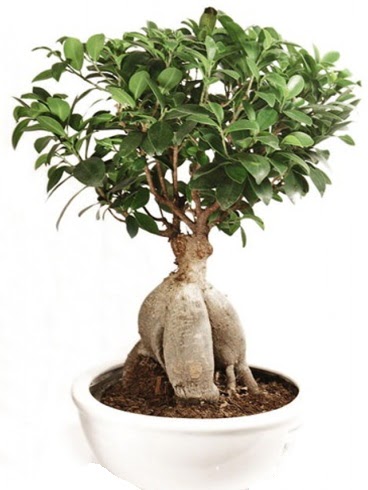 Ginseng bonsai japon aac ficus ginseng  Ankara Kzlay internetten iek sat 