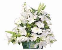 Ankara K�z�lay g�venli kaliteli h�zl� �i�ek  sepette Beyaz kazablanka  asalet