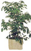  K�z�lay �i�ek ma�azas� , �i�ek�i adresleri  Ficus benjamin 