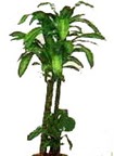 Ankara  K�z�lay �i�ek sipari�i sitesi  Dracaena massengena