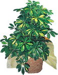  K�z�lay �i�ek ma�azas� , �i�ek�i adresleri  Schefflera gold 