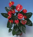  K�z�lay �i�ek sipari�i vermek  Anthurium Saksili Bitki